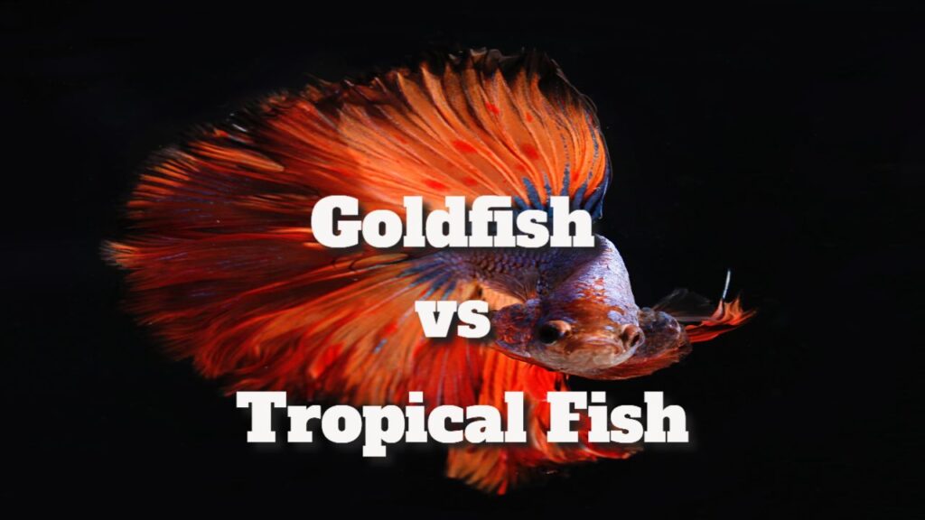 goldfish-vs-tropical-fish-